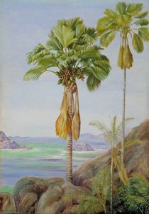 Male And Female Trees Of The Coco De Mer In Praslin — Marianne North, Naturalism Landscape Painting