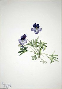 Birdsfoot Violet (viola Pedata) — Mary Morris Vaux Walcott