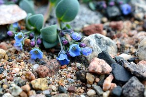 Mertensia maritima subsp. tenella