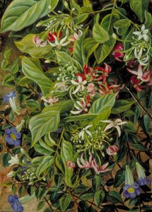 Two Climbing Shrubs, Painted At Singapore — Marianne North, Academic Botanical Illustration