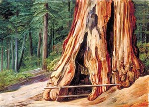 Home Of An Old Trapper In The Trunk Of A Big Tree, Calaveras Grove, California — Marianne North