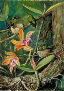 Orchid And Humming Birds, Brazil — Marianne North, Naturalist Illustration
