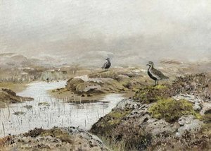 Plovers in a marshland