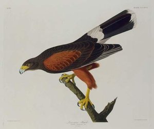Louisiana Hawk — Robert Havell