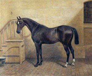 Jewel — Frank Paton