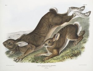 Lepus Americanus, Northern Hare. Summer. Natural Size. 1. Male, 2. Female — John James Audubon