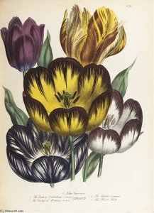 The Ladies' Flower Garden - — Jane Loudon