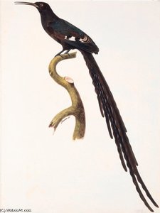 Epimachus Sp. — Jacques Barraband