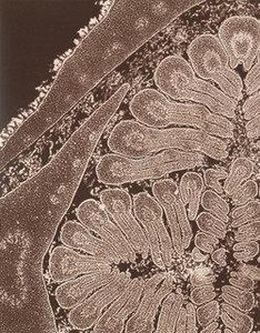 Bud From An Ashtree — Laure Albin Guillot