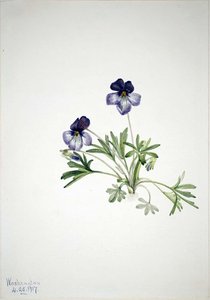 Birdsfoot Violet (viola Pedata) — Mary Vaux Walcott