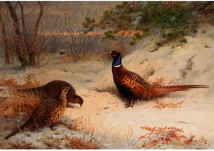 A Winter Dawn, Pheasants In The Snow — Archibald Thorburn, Contemporary Realism