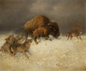 Bison And Wolves — William Arnold Woodhouse