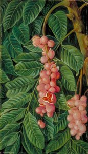 Foliage And Fruit Of A Forest Tree Of Java — Marianne North, Victorian Botanical