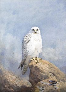 Gyr Falcon — Archibald Thorburn