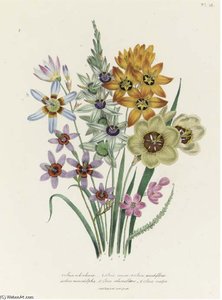 The Ladies' Flower Garden - — Jane Loudon