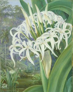 Ein Crinum Aus Borneo — Marianne North