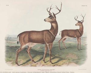 Cervus Richardsonii, Aud & Bach. Columbian Black-tailed Deer. Males. — John James Audubon, Romanticism