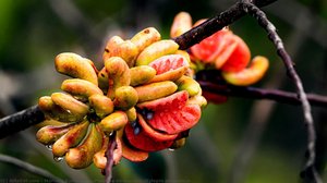 Pimenta-de-macaco (Xylopia aromatica)