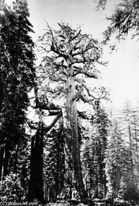 The Grizzly Giant