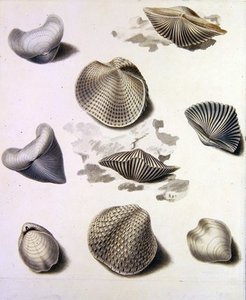 Shells And Marine Flora — Sydenham Teast Edwards
