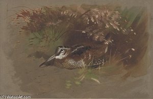 Study Of A Woodcock Amongst Foliage — Archibald Thorburn