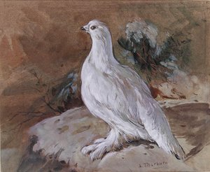 A Ptarmigan Resting — Archibald Thorburn