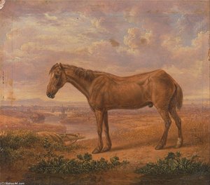 Old Billy, A Draught Horse, Aged - (62)