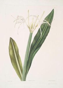 Pancratium Amænum — Robert Havell