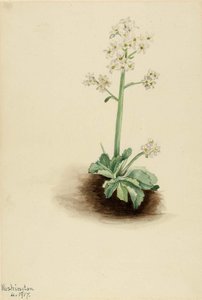 Early Saxifrage (saxifraga Virginiensis) — Mary Vaux Walcott