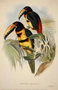 Pteroglossus Torquatus, from A Monograph of Ramphastidae or Family of Toucans