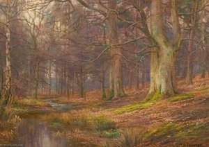 Evening in the Wood
