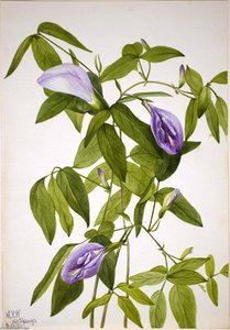 Butterfly Pea (clitoria Mariana) — メアリー・モリス・ヴォクス・ウォルコット