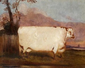 A Shorthorn Cow — John Vine