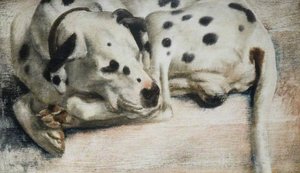 'grock', A Dalmatian Dog — Richard Ernst Eurich