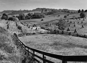 Fields Of Shucked Corn. Near Marion, Virginia — Marion Post Wolcott
