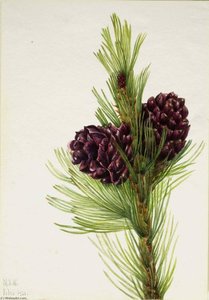 Whitebark Pine (pinus Albicaulis) — Mary Vaux Walcott