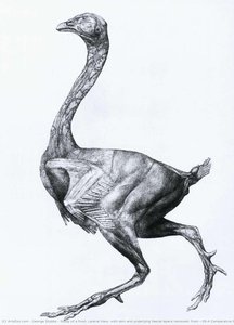 Study Of A Fowl, Lateral View, With Skin And Underlying Fascial Layers Removed, From 'a Comparative Anatomical Exposition Of The Structure Of The Human Body With That Of A Tiger And A Common Fowl' — George Stubbs, Scientific Illustration