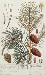 Pine Tree — Elizabeth Blackwell