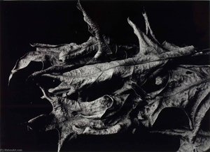 Martha's Vineyard, F13 — Aaron Siskind