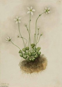 Fringed Parnassia (parnassia Fimbriata) — Mary Morris Vaux Walcott