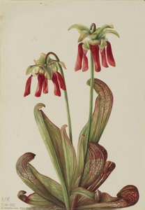 Parrot Pitcherplant (Sarracenia psittacina)