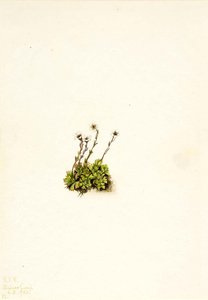 Tufted Saxifrage (saxifraga Caespitosa) — Mary Vaux Walcott
