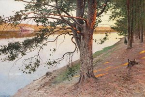 Evening Sun on a Pine Tree