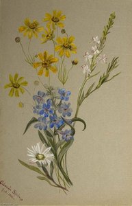 (untitled, Group Of Flowers) — Mary Morris Vaux Walcott