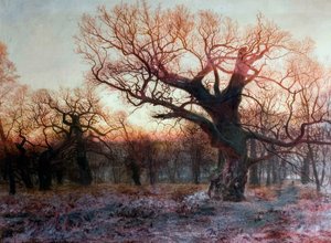 In Sherwood Forest, Nottinghamshire Winter Evening After Rain — Andrew Maccallum