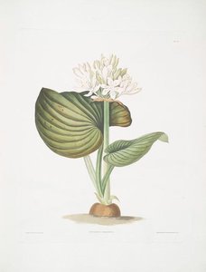 Pancratium Amboinense — Robert Havell