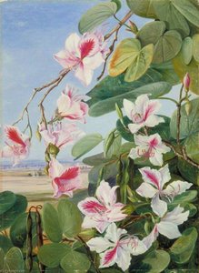 Laub, Blüten Und Früchte Eines Gewöhnlichen Indischen Waldbauums — Marianne North