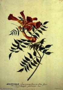 Bignonia Americana, Watercolour — Georg Dionysius Ehret