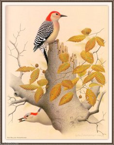 Red-bellied Woodpecker — August Albert Zimmermann