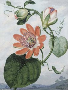 The Red Passion Flower (passiflora Racemosa)